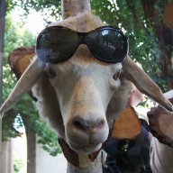 Samu Zaza
